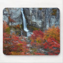 Search for beech mousepads Forest