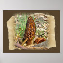 Search for morel posters Fungus