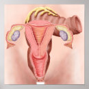 Search for female reproduction posters Medicine