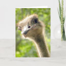 Search for humorous photography Animals
