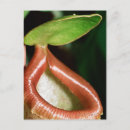 Search for pitcher postcards Vertical
