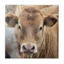 Search for cattle tiles Calf