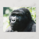 Search for silverback gorilla postcards Monkey