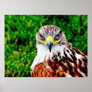 Search for hawks art Bird photography