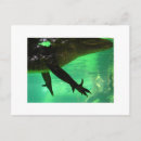 Search for gators postcards Swamp