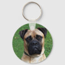 Search for bullmastiffs Pets