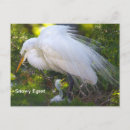 Search for egrets postcards Wildlife
