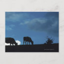 Search for grazing cows postcards Animal