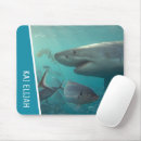 Search for white shark Teeth