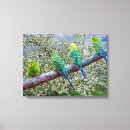 Search for budgie art Animal