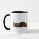 Search for pekingese mugs Domestic animals