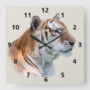 Search for tiger clocks Nature