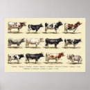 Search for cattle breeds posters Farm