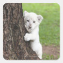 Search for lion cub stickers Animal