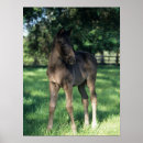 Search for thoroughbred in posters Foal