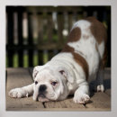 Search for english bulldog art Photography
