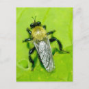 Search for flying bee postcards Bird
