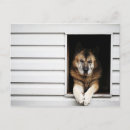 Search for mammal postcards Animal body part