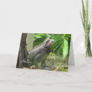 Search for lizard cards Iguana