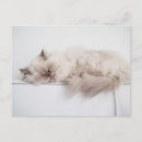 Search for persian photography Kitten