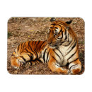 Search for criticism magnets Sumatran tiger