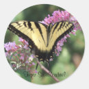 Search for swallowtail stickers Nature