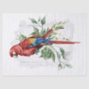 Search for bird tissue paper Animal
