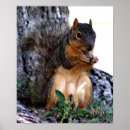 Search for squirrel photo posters Rodents
