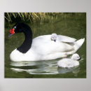 Search for black swan posters Bird