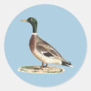 Search for wild duck stickers Bird