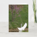 Search for lands photography Wildlife