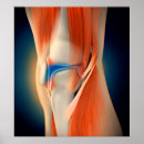 Search for medical illustration posters Leg