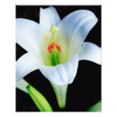 Search for easter lily posters Photography