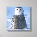 Search for owls canvas prints Cute
