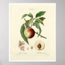 Search for peaches posters Botanical