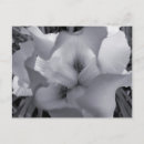 Search for white iris postcards Nature