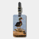 Search for cavities accessories Avifauna