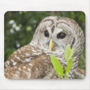 Search for owl computer accessories Leaf