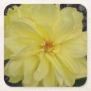 Search for dahlia flower coasters Yellow