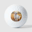 Search for golden retriever golf balls Illustration