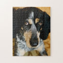 Search for coonhound puzzles Pet