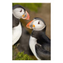 Search for pelage Puffin