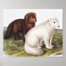 Search for lagopus posters Wildlife