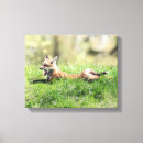 Search for wild fox canvas prints Canine
