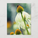 Search for echinacea postcards Bee
