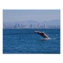Search for baleen posters Animal