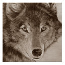 Search for wolf pictures posters Grey wolves