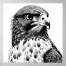 Search for falcon art Illustration