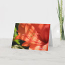 Search for amaryllis cards Garden