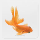 Search for goldfish stickers Swimming